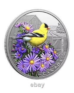 2024 Canada Colourful Birds American Goldfinch- 1oz Pure Silver Proof $20 Coin